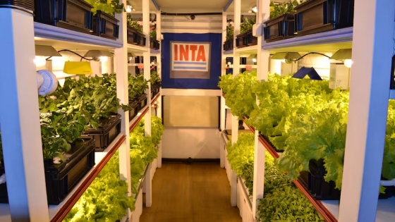 Cultivo hidropónico en la Antártida: el proyecto argentino que lleva verduras frescas a las bases polares