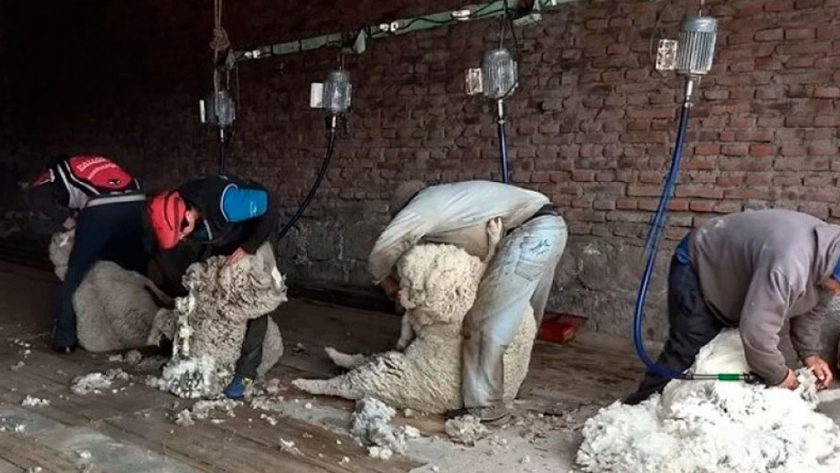 Ofrecen créditos blandos a productores ovinos para financiar costos de esquilas