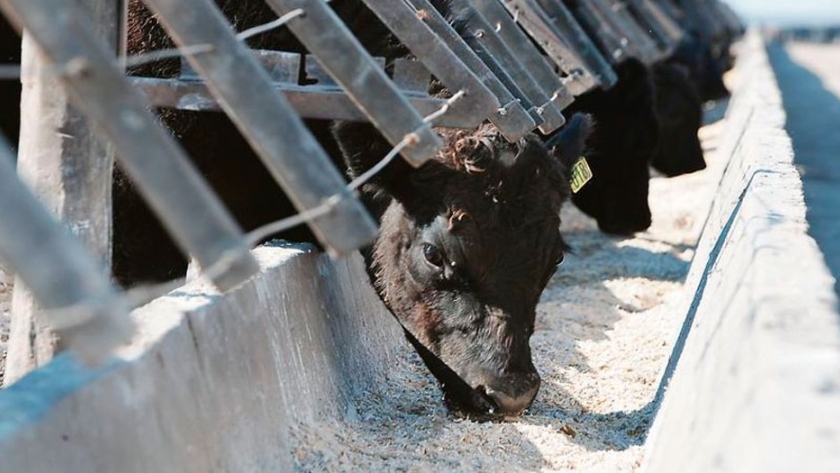 Un feedlot con la mirada puesta en la Unión Europea