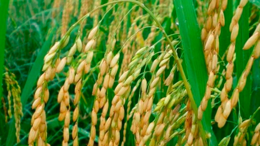 Arroz: mejores formas de predecir el rendimiento de los cultivos