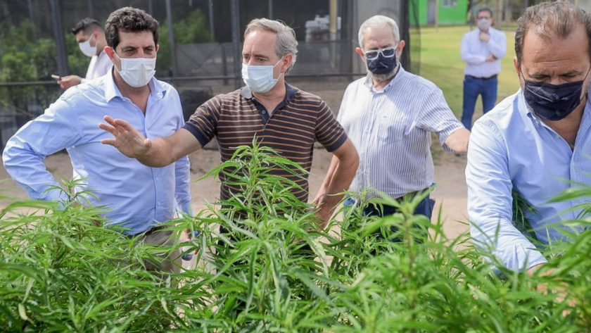 Cannabis Riojano: avanza el proyecto en materia medicinal y académica