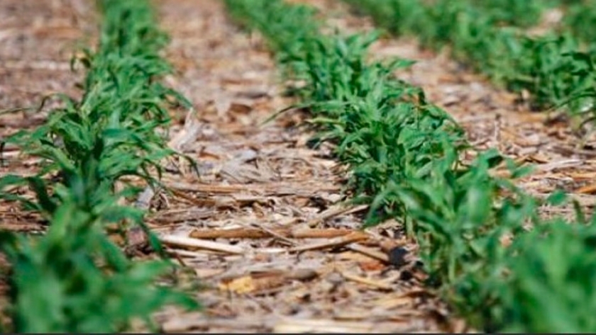 Sistema de producción sustentable en siembra directa: Marca país que nos posiciona ante el Mundo