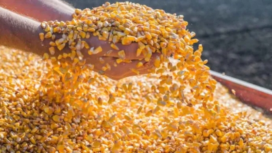 EEUU: U$S 250.000 en premios a quienes encuentren nuevos usos al maíz