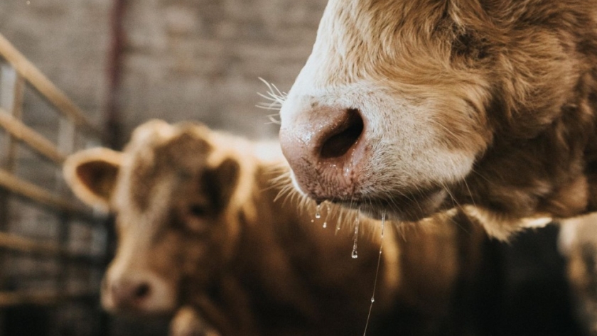 Ireland enters a ‘higher risk period’ for bluetongue transmission