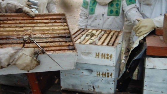 <Destacan que en 2020 aumentó 14% la cantidad de apicultores bonaerenses