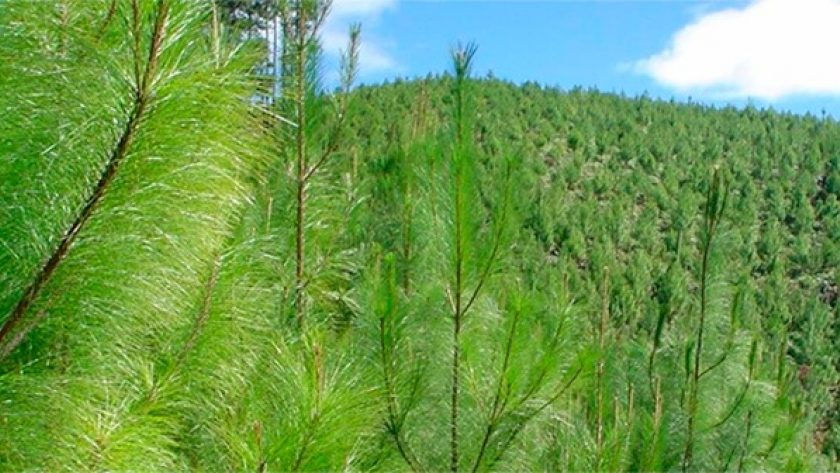 La industria forestal argentina bien posicionada