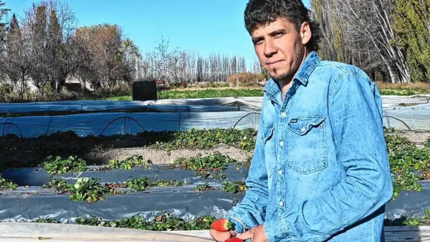 De trabajador rural a referente de frutillas en Valle Medio