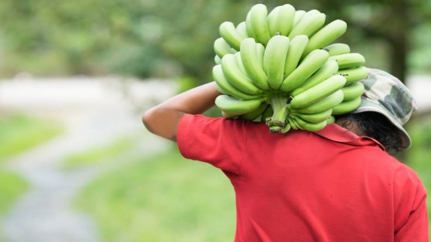 Honduras: fincas bananeras al borde del colapso 