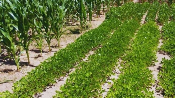 Maíz, sorgo, soja y maní: qué mostró el INTA sobre los rindes frente al clima