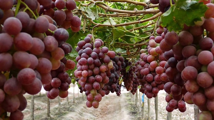 INEI: la producción de uva creció 13% en noviembre de 2020