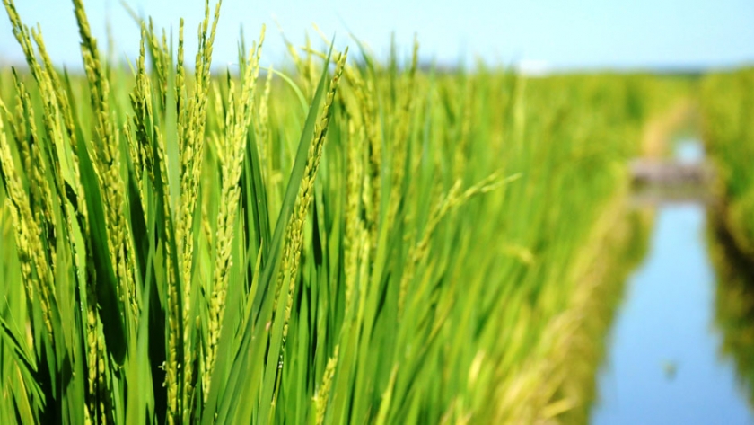 Finalizó la siembra de arroz en Entre Ríos