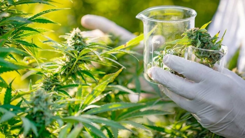Cannabis medicinal: buscan fortalecer el desarrollo tecnológico nacional del cultivo