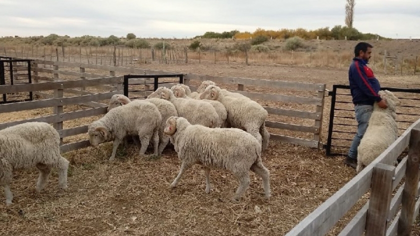 El Cuy: entregan carneros para mejoramiento genético a pequeños productores de Comallo