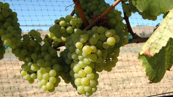 Vinos Chardonnay: la “reina” de las uvas blancas perdió pisada en 2023