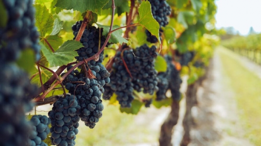 Mendoza: innovación sustentable en la industria vitivinícola