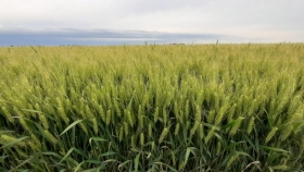 Maximizando el rendimiento y calidad del trigo con genética y nutrición