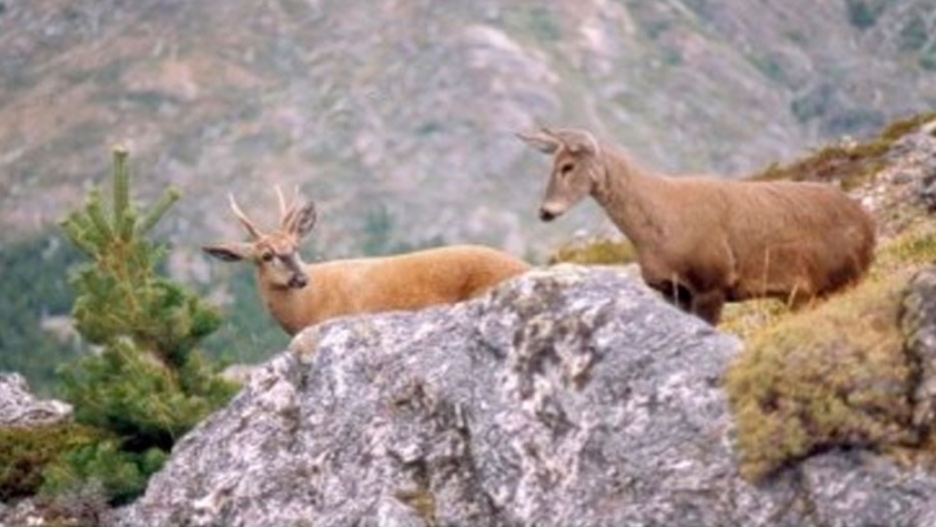Biodiversidad en el Parque Nacional Lago Puelo