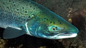 La trucha impulsa a la acuicultura patagónica y consolida un nuevo polo exportador en la Argentina