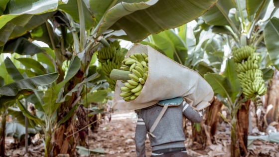 Es constante la asistencia del Gobierno provincial a productores de banana