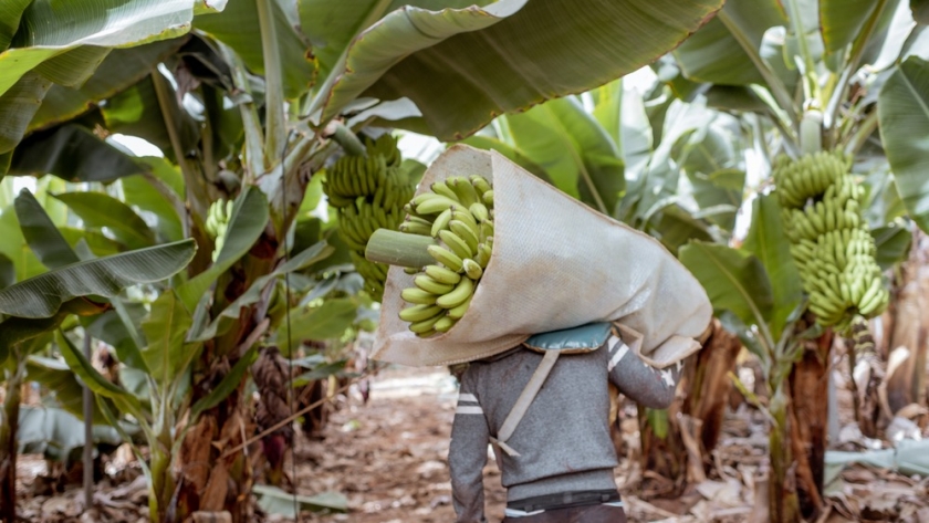 Es constante la asistencia del Gobierno provincial a productores de banana