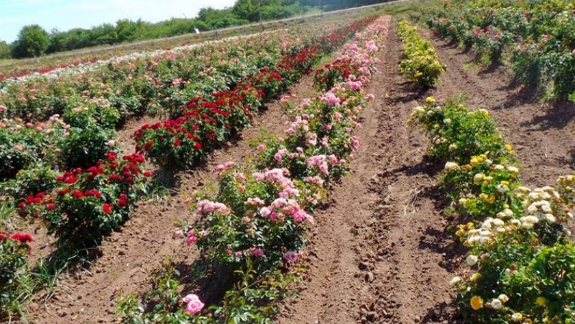 Destacan potencial bioactivo de los pétalos de rosas