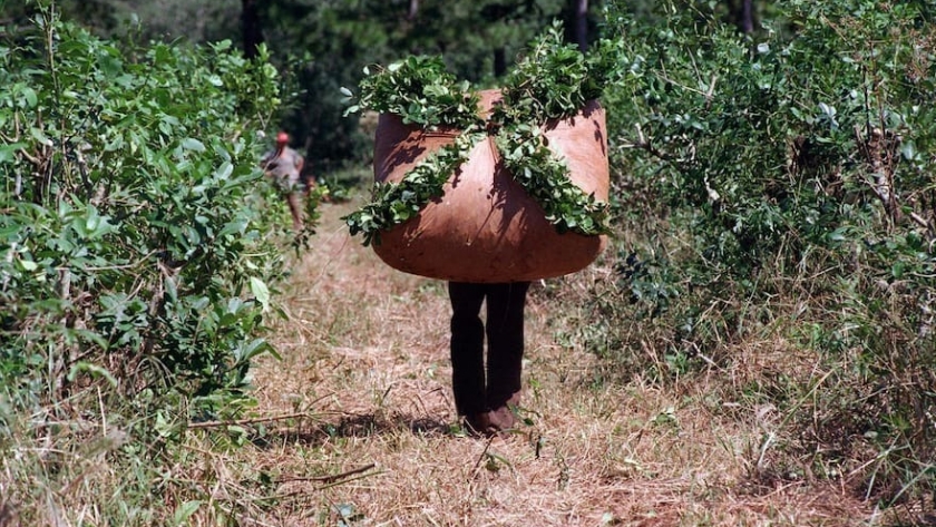 Misiones extiende el uso del glifosato hasta 2030 tras acuerdos con productores
