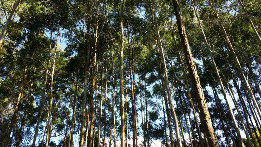 Jóvenes reforestadores cuidan los bosques mediante la implementación de cacao y castaña