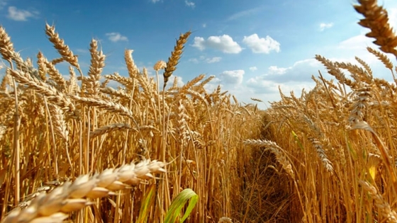 El 18% del trigo cordobés está en estado regular o malo debido a estrés hídrico