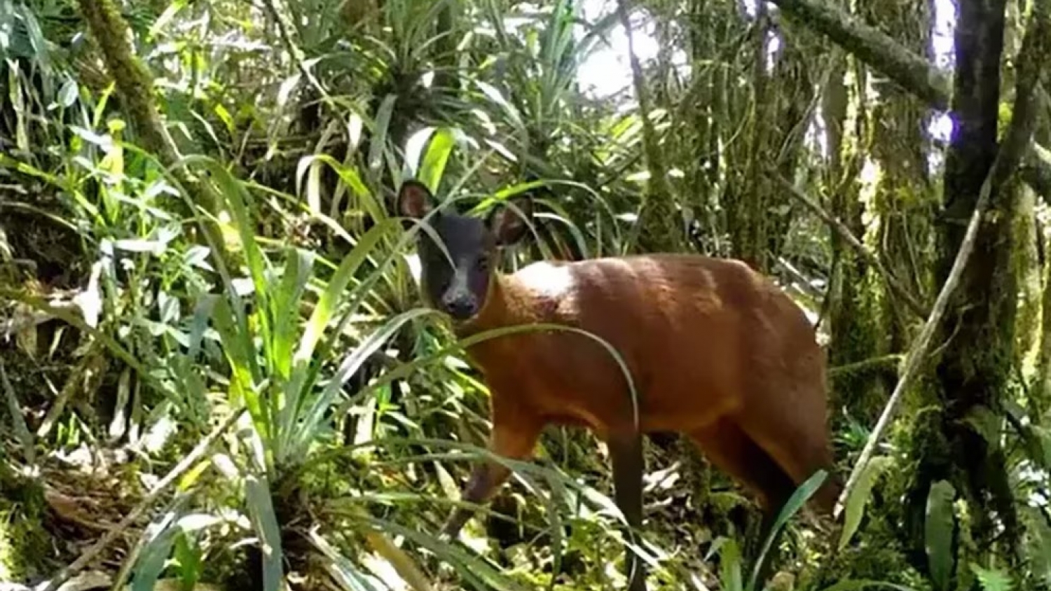 Descubren en los Andes un nuevo género de venado único en Sudamérica
