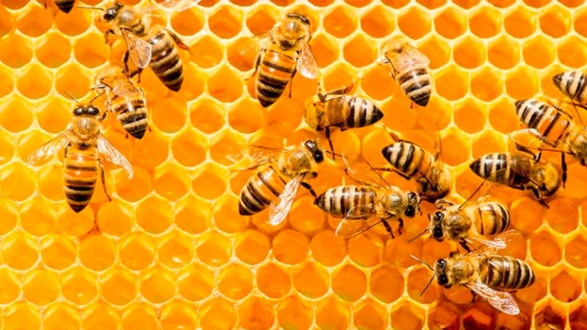 Partió el primer embarque de material vivo certificado de abejas reinas a Francia