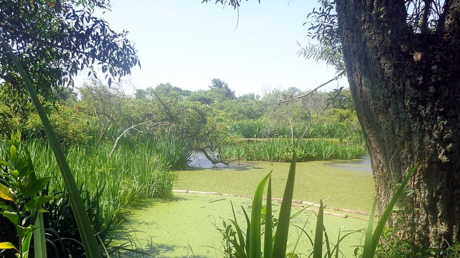 Reserva Natural Ribera Norte: un refugio verde junto al río para disfrutar el verano en San Isidro
