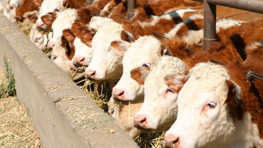 Alimentación de los terneros durante su llegada a los corrales