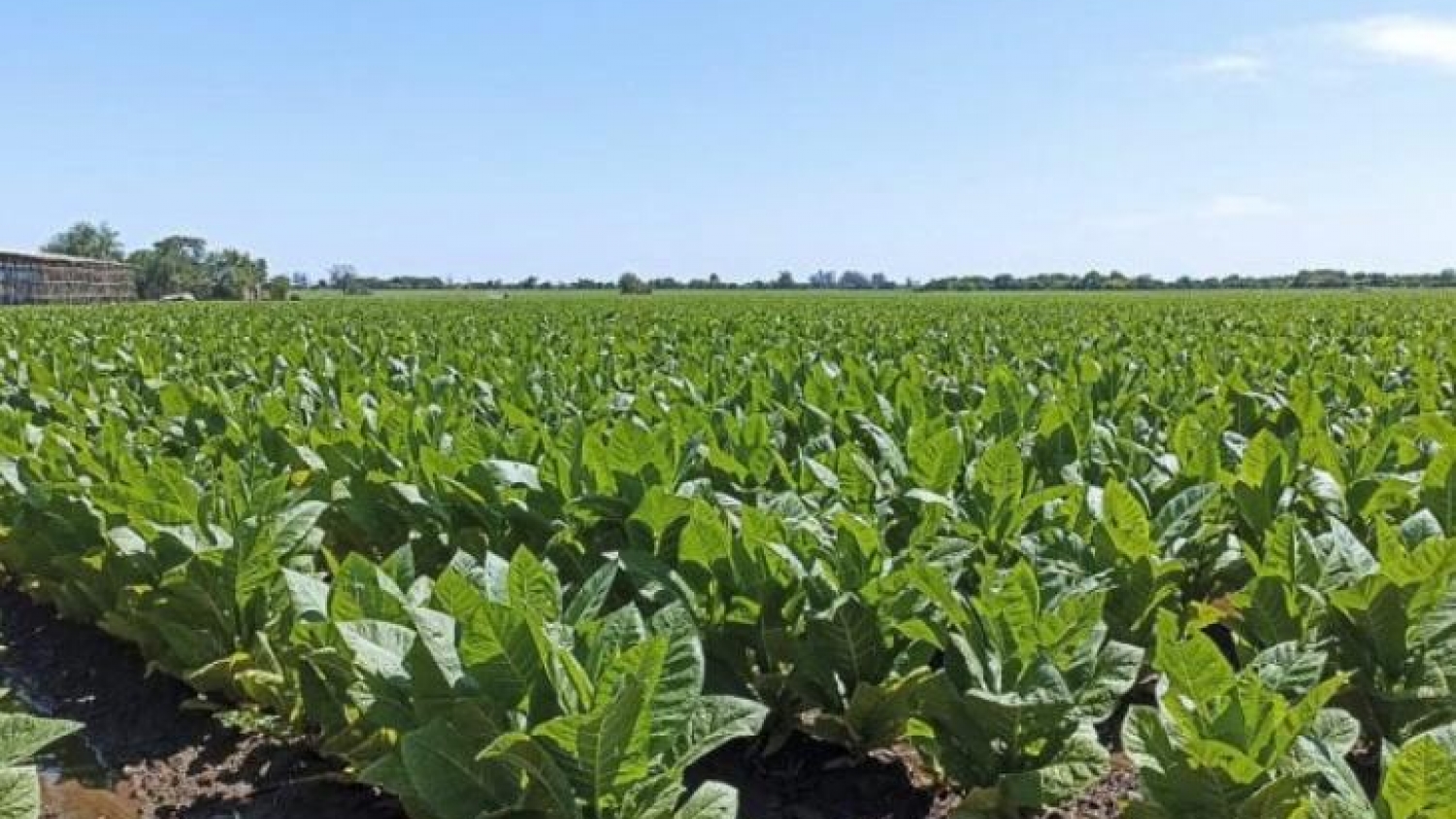 El Gobierno inyecta $2.000 millones para apoyar a los productores tabacaleros