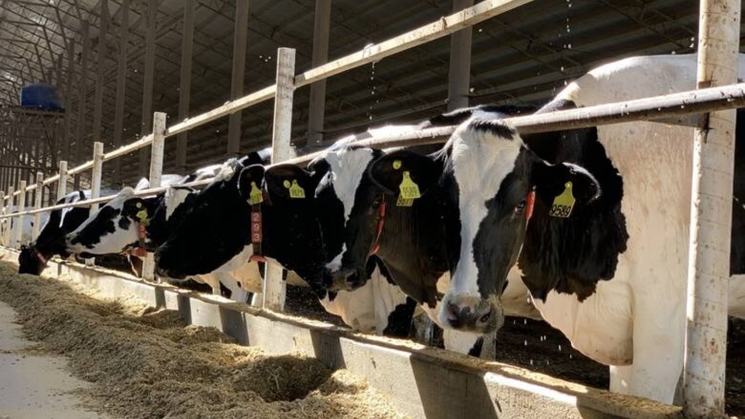 Cuando las vacas se ordeñan solas: el avance de los tambos robotizados y los nuevos desafíos de manejo