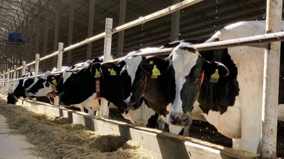 Cuando las vacas se ordeñan solas: el avance de los tambos robotizados y los nuevos desafíos de manejo