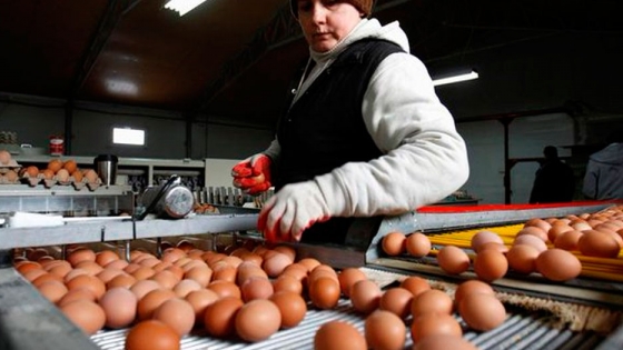 La oferta de huevos se reduce en Europa a medida que la gripe aviar golpea a la industria