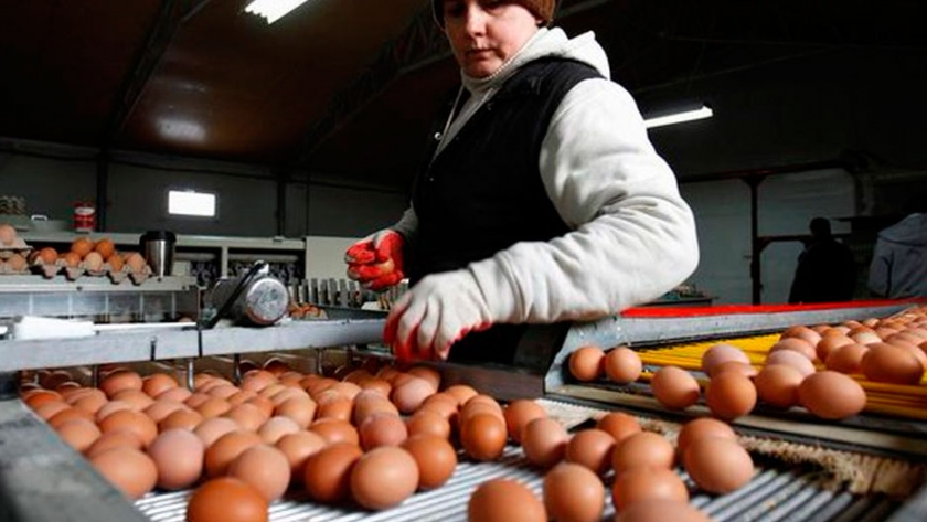 La oferta de huevos se reduce en Europa a medida que la gripe aviar golpea a la industria