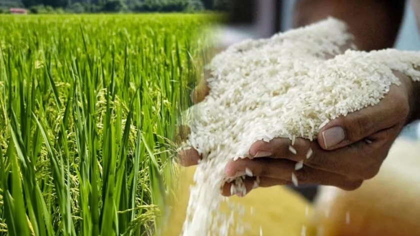 Por la sequía, la producción nacional de arroz es la más baja de los últimos 13 años