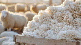 Autorizan exportaciones de lana sucia desde los campos y simplifican la operatoria para productores ovinos