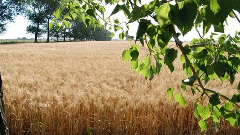 Syngenta trabaja para conciliar sistemas productivos y ambientes nativos