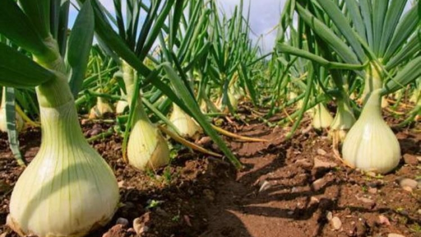 La cebolla mendocina se prepara para conquistar el mundo