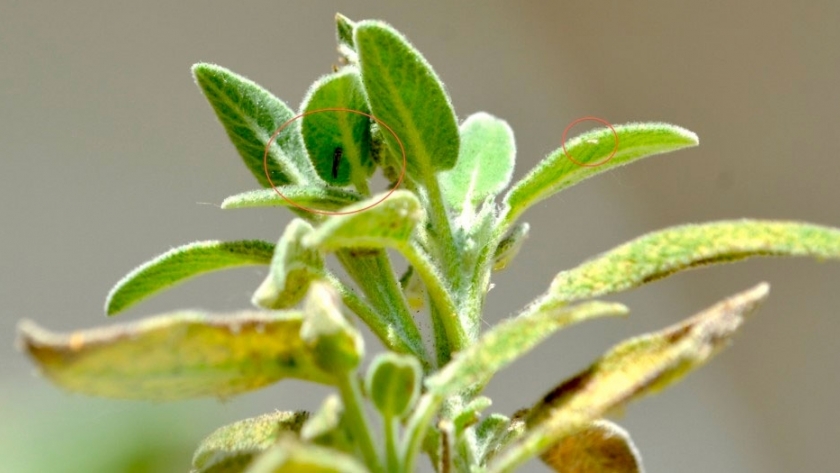 La mosca blanca, una de las plagas más difícil de combatir