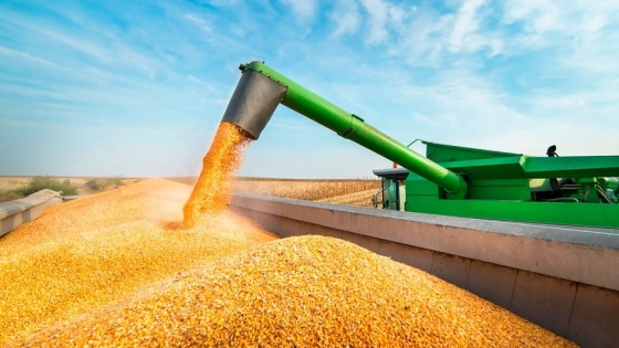 Avanza la cosecha de maíz