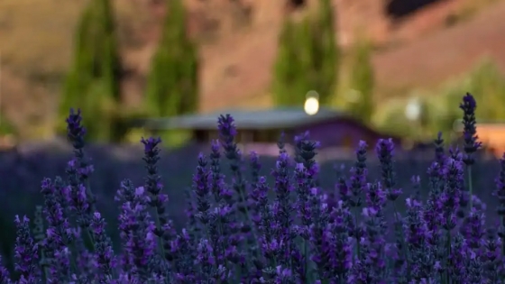 Lavandas en la Patagonia: el parque agroecológico que florece cada verano a minutos de Bariloche