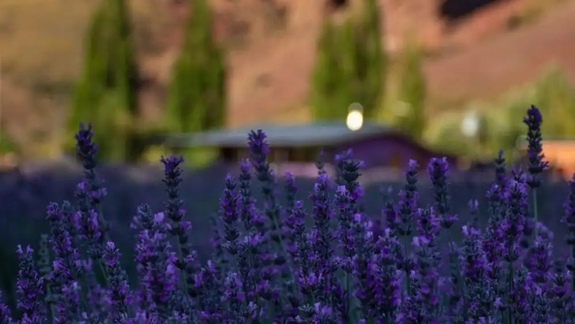 Lavandas en la Patagonia: el parque agroecológico que florece cada verano a minutos de Bariloche