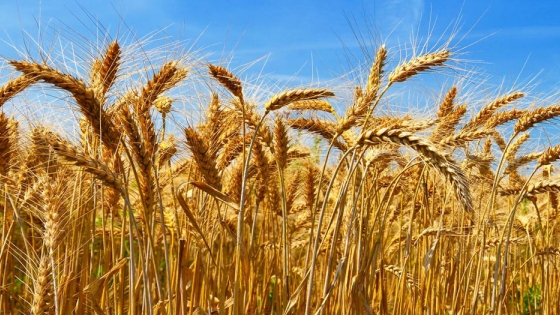 El Ministerio de Desarrollo Agrario registró dos nuevas variedades de trigo candeal