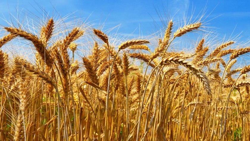 El Ministerio de Desarrollo Agrario registró dos nuevas variedades de trigo candeal