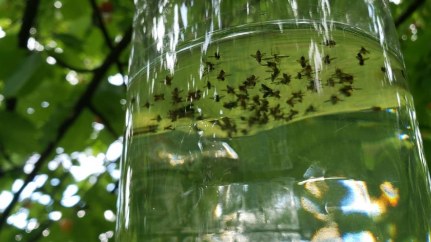 Provincia continúa con el tratamiento preventivo de la mosca drosophila suzukii en El Hoyo
