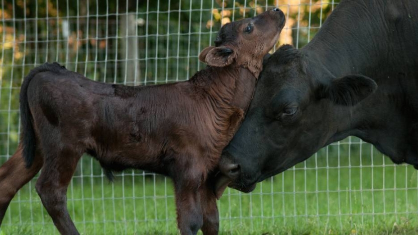 El creep feeding y el creep grazin: su rol en la crianza de terneros