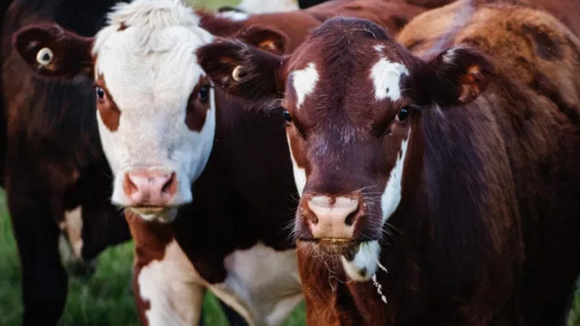 La prueba genómica puede ayudar a los productores de leche de Sudáfrica a elegir el hato más productivo